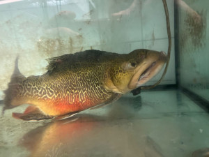 Češi si místo domácího kapra pochutnají radši na dovezeném lososovi, zjistili vědci