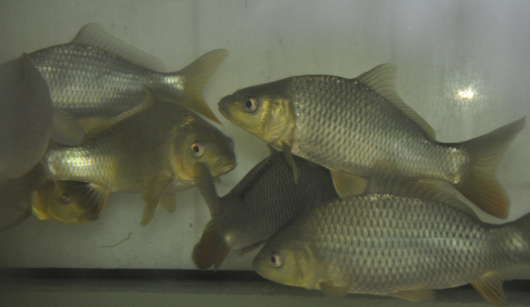 Češi si místo domácího kapra pochutnají radši na dovezeném lososovi, zjistili vědci