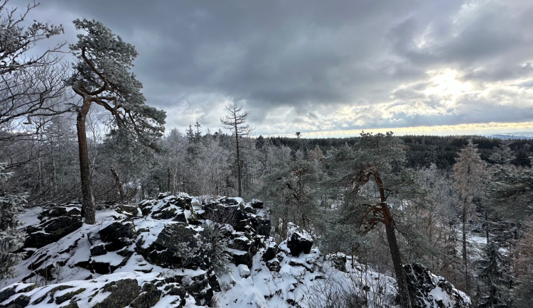 skotského náhorního skotu