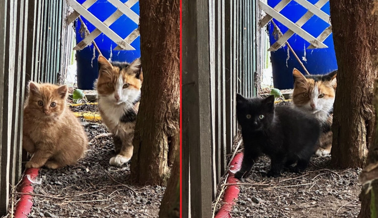Tříbarevné kočičky se dvěma koťaty se někdo krutě zbavil v třeskutém mrazu. Hledáme pro ně nový domov