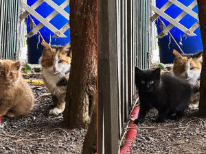 Tříbarevné kočičky se dvěma koťaty se někdo krutě zbavil v třeskutém mrazu. Hledáme pro ně nový domov