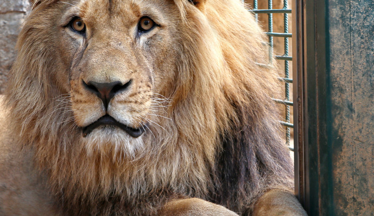 Plzeňská lví smečka je o jednoho jedince chudší, samec Fazan odcestoval do Francie