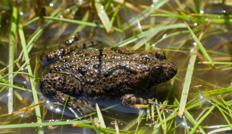 Žábám a čolkům zajistí bezpečí u rušných silnic. Vytipováno je pět míst