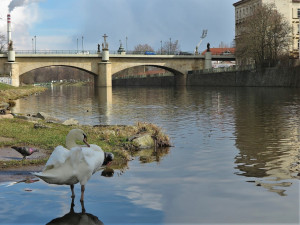 Labuť s amputovaným křídlem budí pozornost, lidé stále volají na městskou policii, že je zraněná