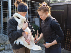 Labuť se po amputaci křídla zotavovala v plzeňské záchranné stanici živočichů