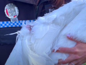 Labuť s amputovaným křídlem budí pozornost, lidé stále volají na městskou policii, že je zraněná