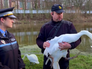Labuť s amputovaným křídlem budí pozornost, lidé stále volají na městskou policii, že je zraněná