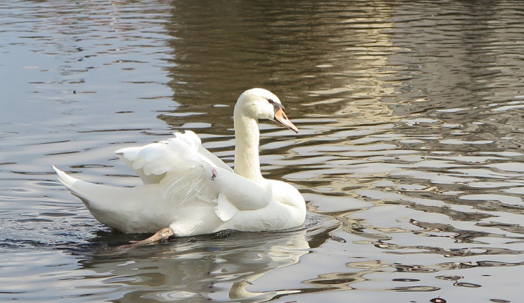 Labuť s amputovaným křídlem budí pozornost, lidé stále volají na městskou policii, že je zraněná