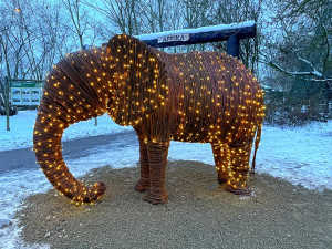 Zoo Plzeň získala svého prvního slona. Je absolutně nenáročný na chov a navíc i krásně svítí
