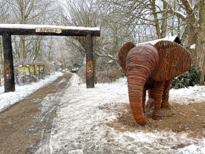 Zoo Plzeň získala svého prvního slona. Je absolutně nenáročný na chov a navíc i krásně svítí