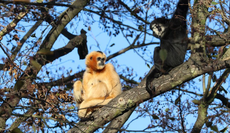 Při vánoční návštěvě zoo můžete sledovat například gibony v jejich výběhu