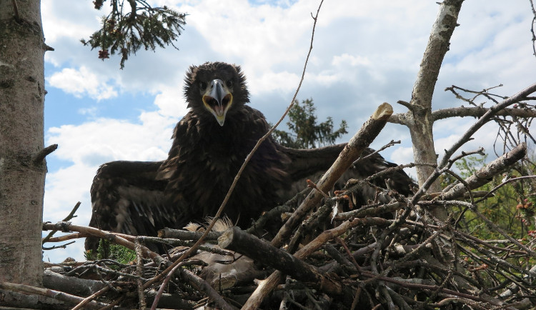 Takto vypadalo mládě orla mořského, když v roce 2020 dostalo kroužek na hnízdě u Padrťských rybníků