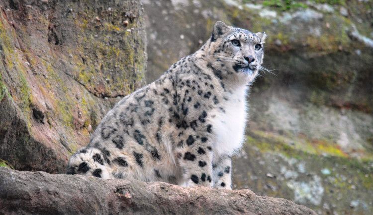 Zoologická zahrada v Plzni láká na výjimečnou silvestrovskou atmosféru