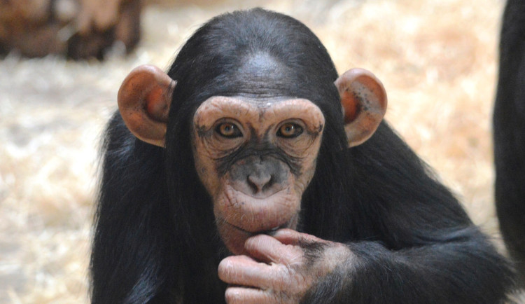 První den nového roku pro plzeňskou zoo od roku 2020 znamená oslavu šimpanzích narozenin. Samici Caile jsou už 4 roky!