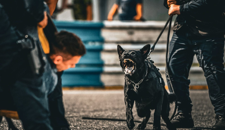 Hledanému muži nepomohl k úniku před služebním psem ani skok z okna paneláku