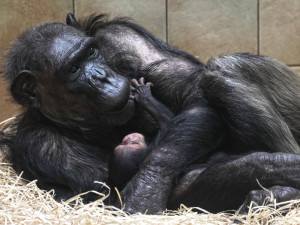 Narození mláděte šimpanze radostně oznámila plzeňská zoo. Matka Mária o svého potomka něžně pečuje