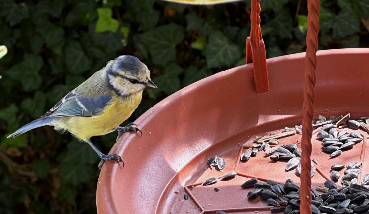 Zapojte se o víkendu do projektu Ptačí hodinky a sčítejte ptáky. Pomůžete ornitologům v jejich výzkumu