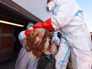Další ohnisko ptačí chřipky v malochovu drůbeže zjistili veterináři v Nebílovech na jižním Plzeňsku