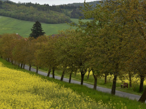 Třešňová alej v Chudenici, foto: Ivan Ďurovič