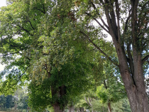 Alej k Vavřinečku v Domažlicích, foto: Jaroslav Jiruš