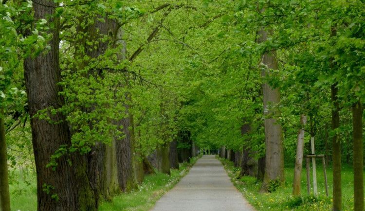 Loni zabodovala Dlouhá alej na Tachovsku a daří se jí i letos, foto: Alena Mautnerová