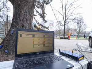 Dřevokazná houba napadla vzácný a starý dub před Západočeským muzeem. Experti pomocí přístrojů testují jeho stav