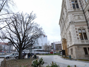 Dřevokazná houba napadla vzácný a starý dub před Západočeským muzeem. Experti pomocí přístrojů testují jeho stav