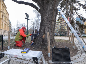 Dřevokazná houba napadla vzácný a starý dub před Západočeským muzeem. Experti pomocí přístrojů testují jeho stav
