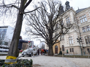 Dřevokazná houba napadla vzácný a starý dub před Západočeským muzeem. Experti pomocí přístrojů testují jeho stav