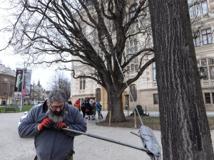 Dřevokazná houba napadla vzácný a starý dub před Západočeským muzeem. Experti pomocí přístrojů testují jeho stav