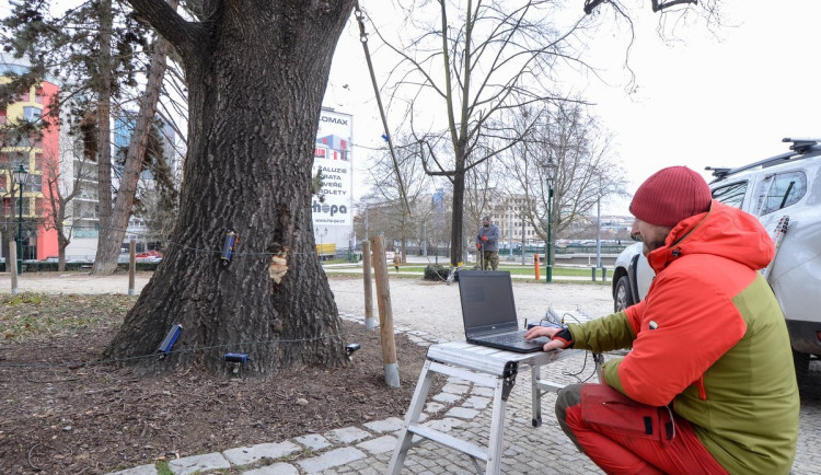 Dřevokazná houba napadla vzácný a starý dub před Západočeským muzeem. Experti pomocí přístrojů testují jeho stav