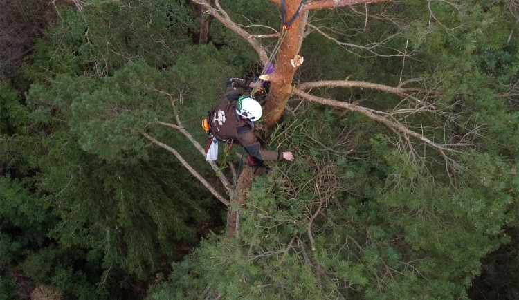 Vichřice strhla z koruny borovice velké orlí hnízdo. Experti teď na stejný strom instalovali novou hnízdní podložku