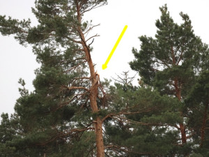 Vichřice strhla z koruny borovice velké orlí hnízdo. Experti teď na stejný strom instalovali novou hnízdní podložku