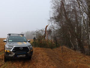 Vichřice strhla z koruny borovice velké orlí hnízdo. Experti teď na stejný strom instalovali novou hnízdní podložku