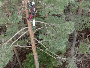 Vichřice strhla z koruny borovice velké orlí hnízdo. Experti teď na stejný strom instalovali novou hnízdní podložku