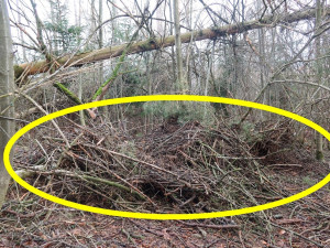 Vichřice strhla z koruny borovice velké orlí hnízdo. Experti teď na stejný strom instalovali novou hnízdní podložku