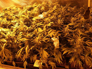 Policejní TOXI tým  odhalil pěstírnu marihuany