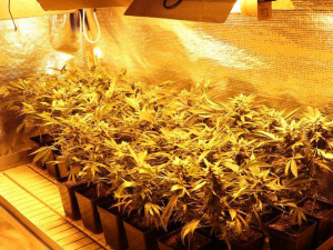 Policejní TOXI tým  odhalil pěstírnu marihuany. Další kvalitní nasušené konopí převážel muž v igelitce v kufru auta