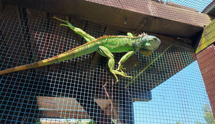 Záchranná stanice Archa přijala vloni rekordní počet zvířat. Nejvíc bylo netopýrů či ježků