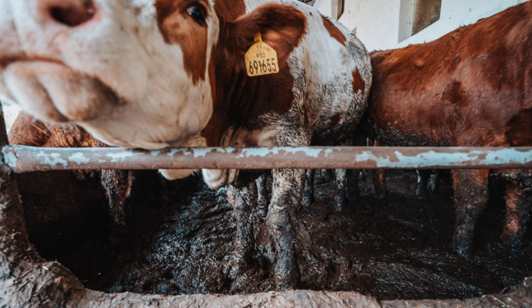 Krávy se brodí ve výkalech, hřímají aktivisté. Opakované kontroly veterinářů ale nic neodhalily