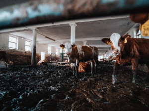 Takto zachytili podmínky chovu členové organizace Právo žít. Snímky pochází z loňského léta, situace se podle nich ale znovu opakovala.