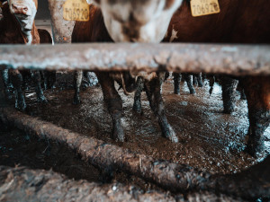 Takto zachytili podmínky chovu členové organizace Právo žít. Snímky pochází z loňského léta, situace se podle nich ale znovu opakovala.