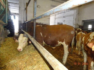 Veterináři provedli v pondělí v chovu mimořádnou kontrolu, vše ale bylo v pořádku.