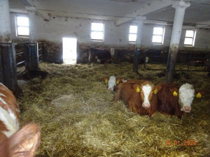 Veterináři provedli v pondělí v chovu mimořádnou kontrolu, vše ale bylo v pořádku.