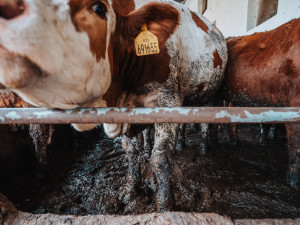 Krávy se brodí ve výkalech, hřímají aktivisté. Opakované kontroly veterinářů ale nic neodhalily