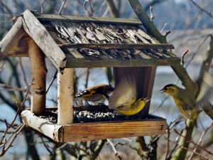 Během zimního výletu do Brd si lidé vyrobí krmítko pro ptáky. Dozví se, jak pomoci opeřencům přečkat zimu