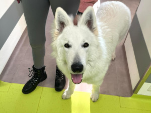 Švýcarský ovčák Amor miluje lidi a je teď tím nejočekávanějším návštěvníkem Stodské nemocnice