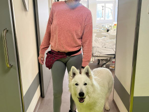 Švýcarský ovčák Amor miluje lidi a je teď tím nejočekávanějším návštěvníkem Stodské nemocnice