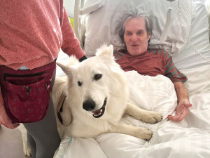 Švýcarský ovčák Amor miluje lidi a je teď tím nejočekávanějším návštěvníkem Stodské nemocnice