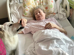 Švýcarský ovčák Amor miluje lidi a je teď tím nejočekávanějším návštěvníkem Stodské nemocnice